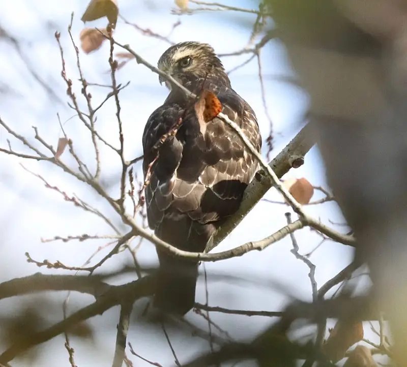 Bird watching in Northern Minnesota