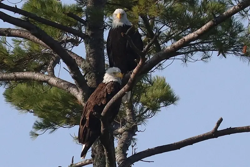 Eagles in a pine tree